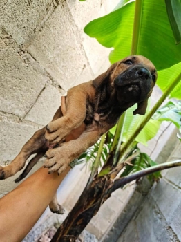 Oferta cachorro fila brasileiro hembra en ubicado en santo domingo y t