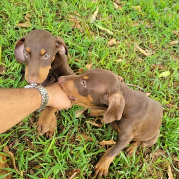 Oferta cachorro doberman ambos sexo ubicado en santo domingo y tiene s