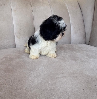 Oferta cachorro shih tzu hembra ubicado en santo domingo y tiene su va