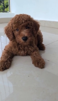 Oferta cachorro mini goldendoodle macho en ubicado en santo domingo y