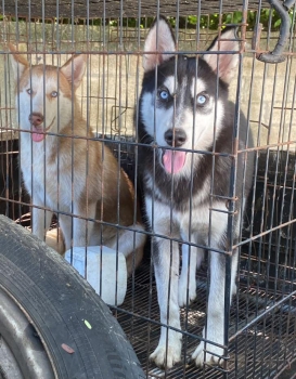 Oferta cachorro husky hembra de 4 meses ubicado en santo domingo y tie