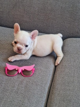 Oferta cachorro bulldog hembra blanca ubicado en santo domingo y tiene
