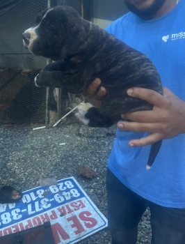 Especial de cachorro fila hembra ubicado en santo domingo y tiene su v