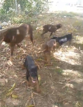 Doberman ambos sexos disponibles
