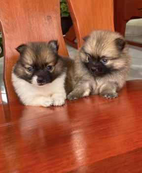 Pomerania ambos sexos