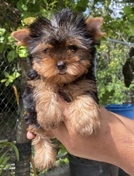 Yorkie ambos sexos