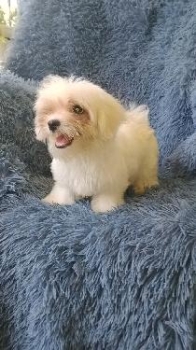 Oferta cachorro maltes macho pequeÑo en ubicado en santo domingo y tie