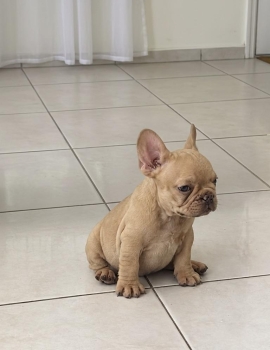 Bulldog frances hembras oferta en santo domingo dn