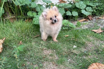 Especial de cachorro pomerania macho en santiago esta ubicado nuestros