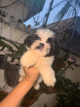 Especial de cachorro shih tzu hembra en santo domingo esta ubicado nue