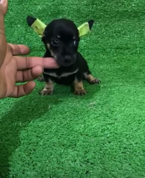 Oferta cachorro chihuahua ambos sexo ubicado en santo domingo y tiene
