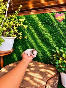 Oferta cachorro chihuahua hembra mini ubicado en santo domingo y tiene