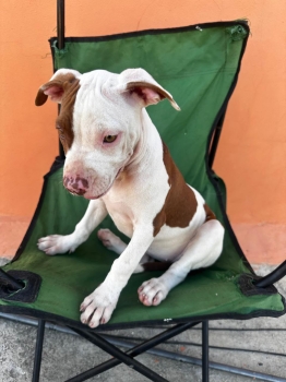 Oferta cachorro pitbull ambos sexo ubicado en santo domingo y tiene su