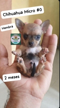 Chihuahua micro