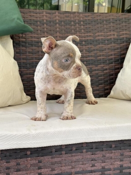 American bully pocket hembra exotica en santo domingo dn