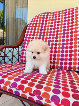 Oferta cachorro pomerania macho en ubicado en santo domingo y tiene s