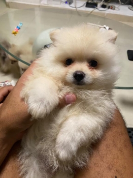 Especial de cachorro pomerania ambos sexo en santo domingo esta ubicad
