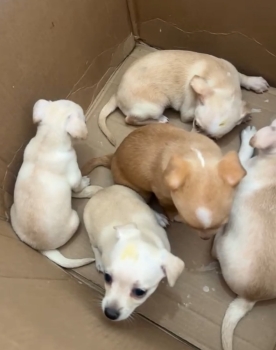 Oferta cachorro chihuahua  ambos sexo en santo domingo y vacuna al dia