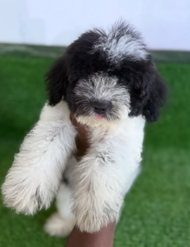 Oferta cachorro maltipoo hembra  en santo domingo y vacuna al dia
