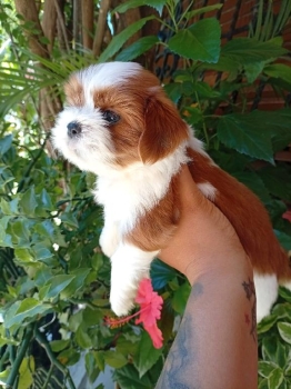Oferta cachorro shipoo macho ubicado en santo domingo y tiene su vacun