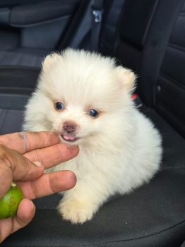 Oferta cachorro pomerania ambos sexo ubicado en santiago y tiene su va