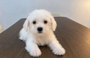 Especial de cachorro maltipoo hembra en santo domingo esta ubicado nue