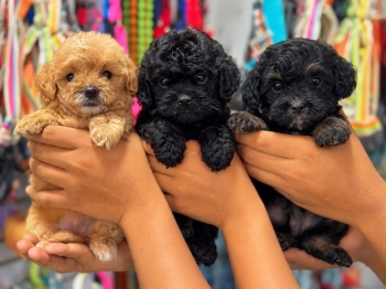 Goldendoodle ambos sexos