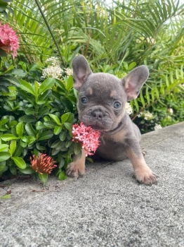 Bulldog frances macho