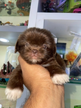 Shipoo chocolate machos