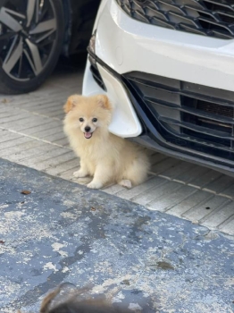 Perro pomerania