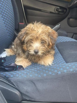 Perro shih-poo
