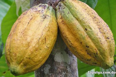 varias Fincas de cacao Foto 5753397-1.jpg