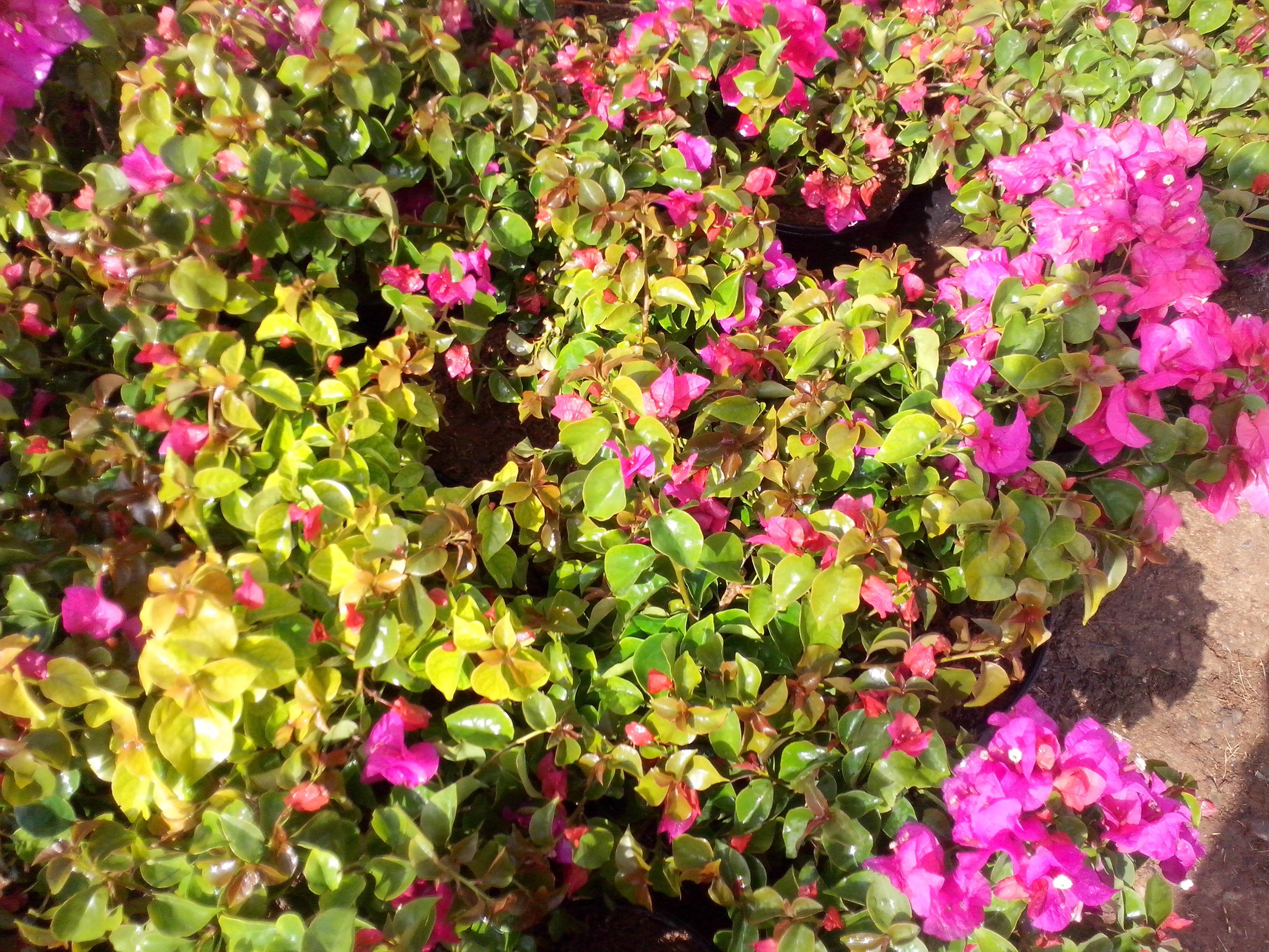 Venta de Plantas Ornamentales Foto 6137502-1.jpg