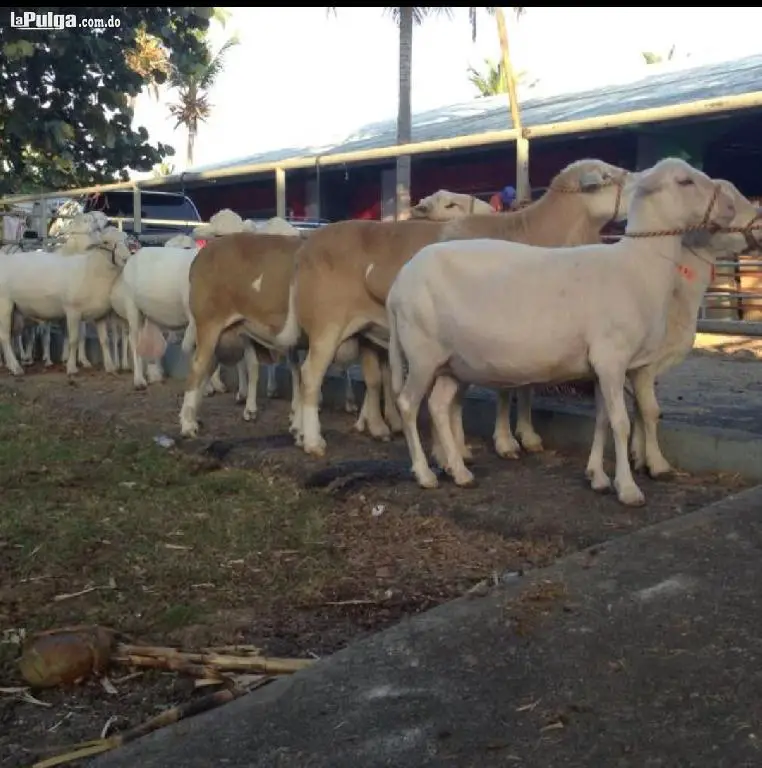 Vendo  RAZA OVINA KATHADIN Dorpe Foto 6660008-2.jpg