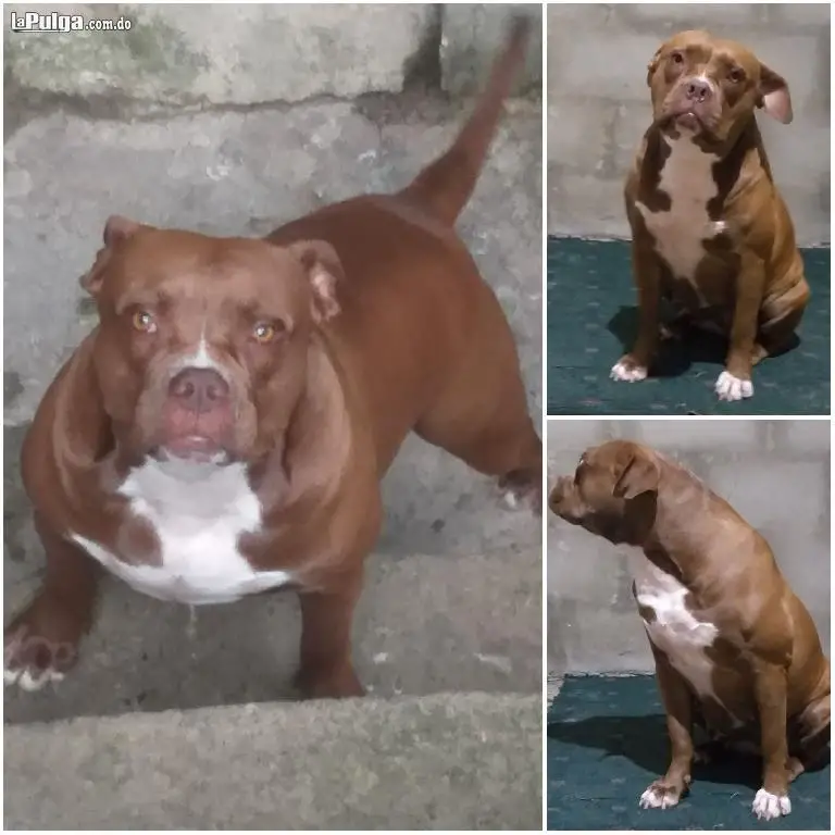 Bully Standar Macho Padres Presentes