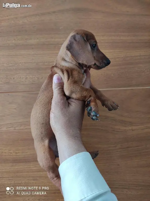 Cachorros Salchichas