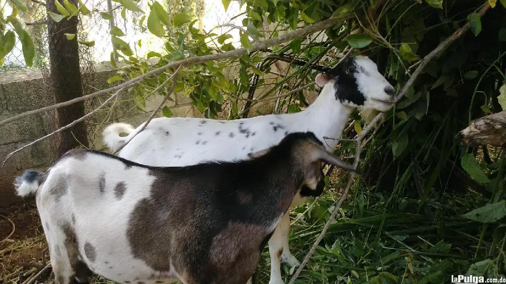 chivo kilo a 225 en santo domingo celular 8492817361