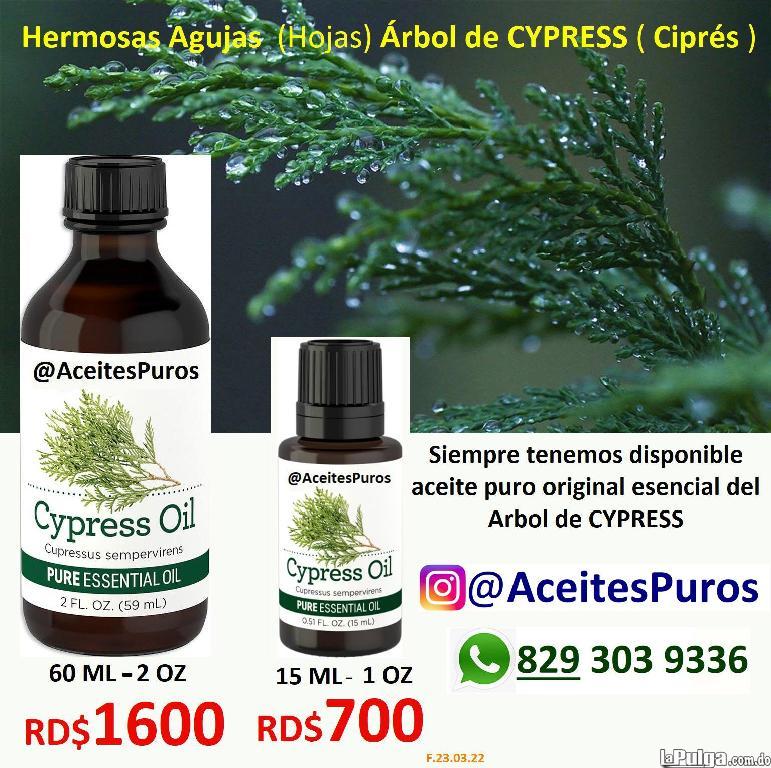 CYPRESS aceite puro esencial de cipres en RD Foto 7080877-2.jpg