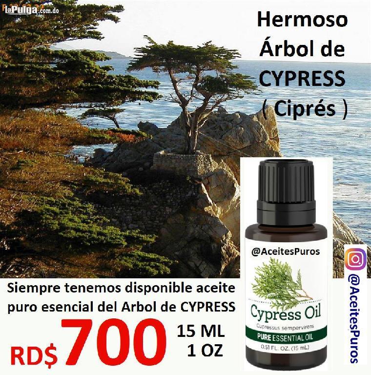 CYPRESS aceite puro esencial de cipres en RD Foto 7080877-3.jpg