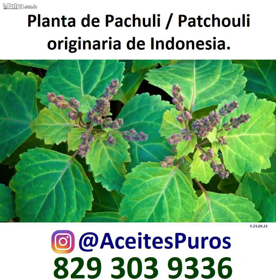 Aceite de patchouli antiséptico desinfectante antidepresivo diuretico Foto 7108689-3.jpg