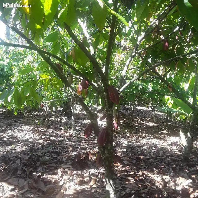 Vendo finca de 530 tareas con cacao y es ganadera tambien Foto 7118465-2.jpg