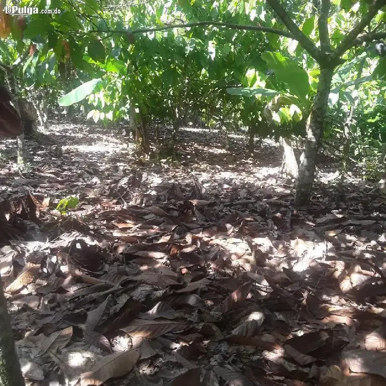 Vendo finca de 530 tareas con cacao y es ganadera tambien Foto 7118465-4.jpg