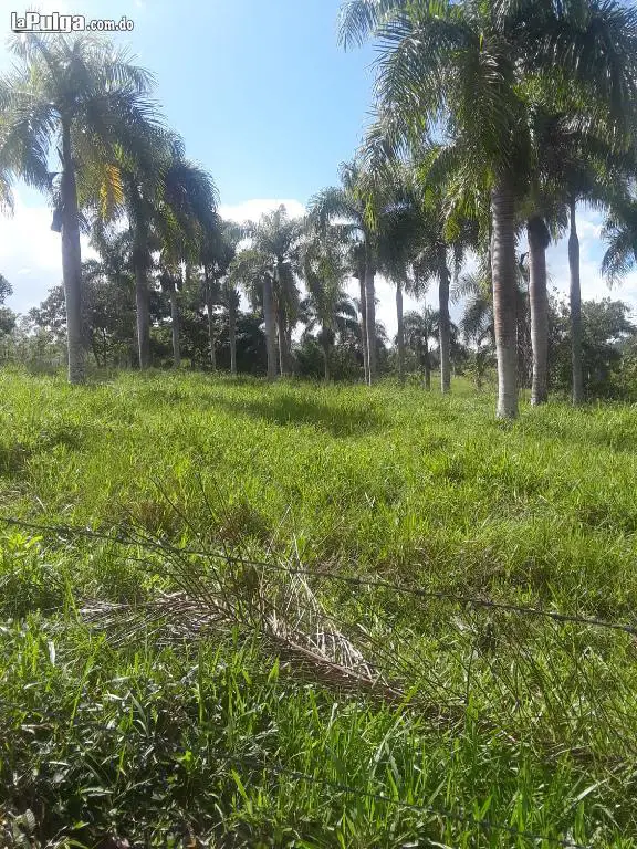 Vendo finca de 530 tareas con cacao y es ganadera tambien Foto 7118465-5.jpg