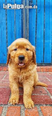 Golden Retriever  Foto 7128926-1.jpg