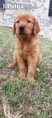 Golden Retriever  Foto 7128926-2.jpg