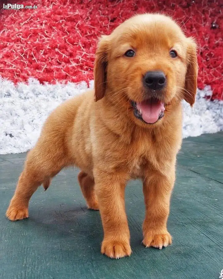Golden Retriever  Foto 7128926-4.jpg