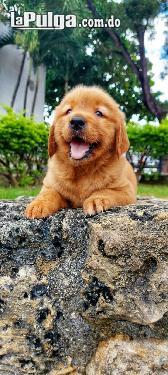 Golden Retriever  Foto 7128926-5.jpg