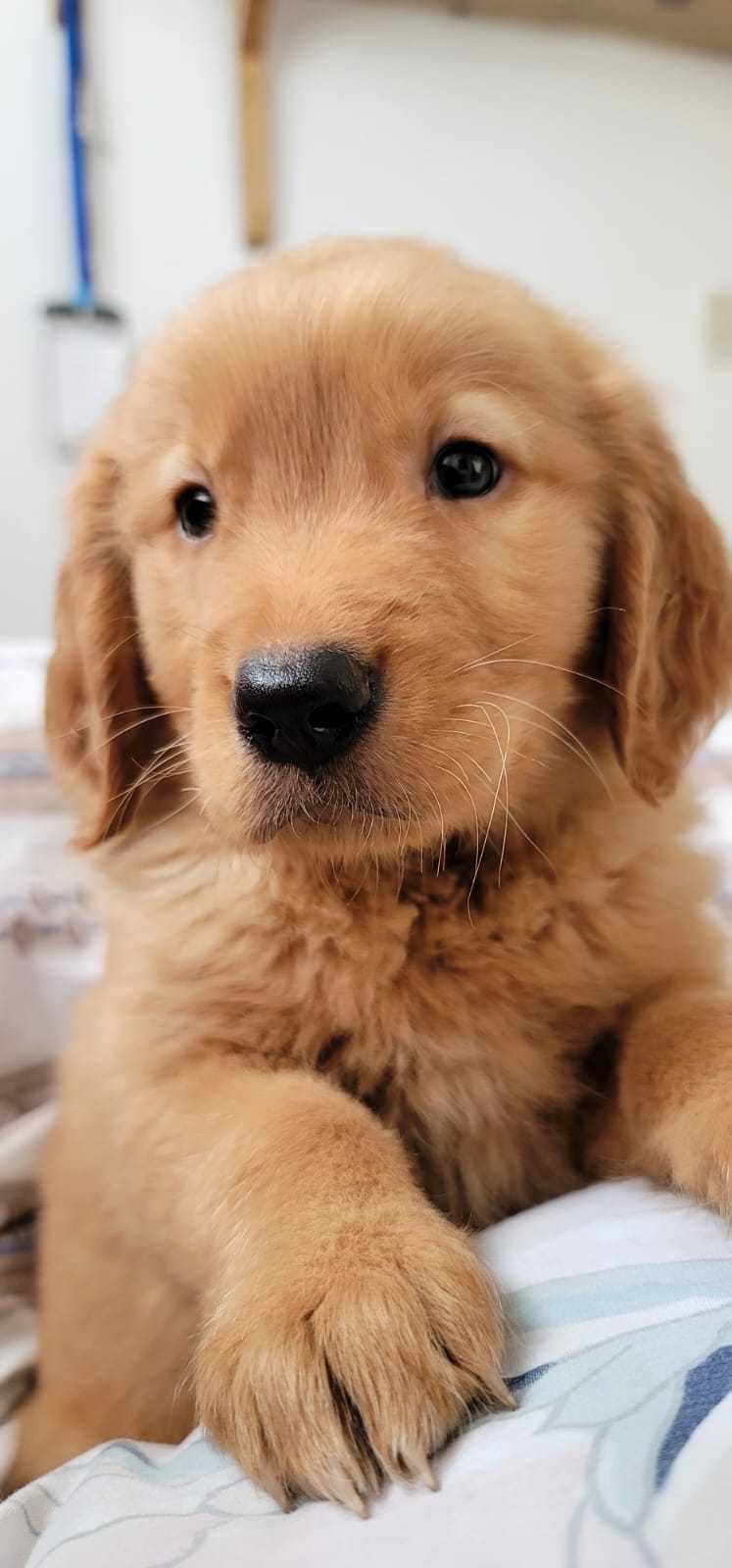 Golden Retriever  Foto 7128926-t1.jpg