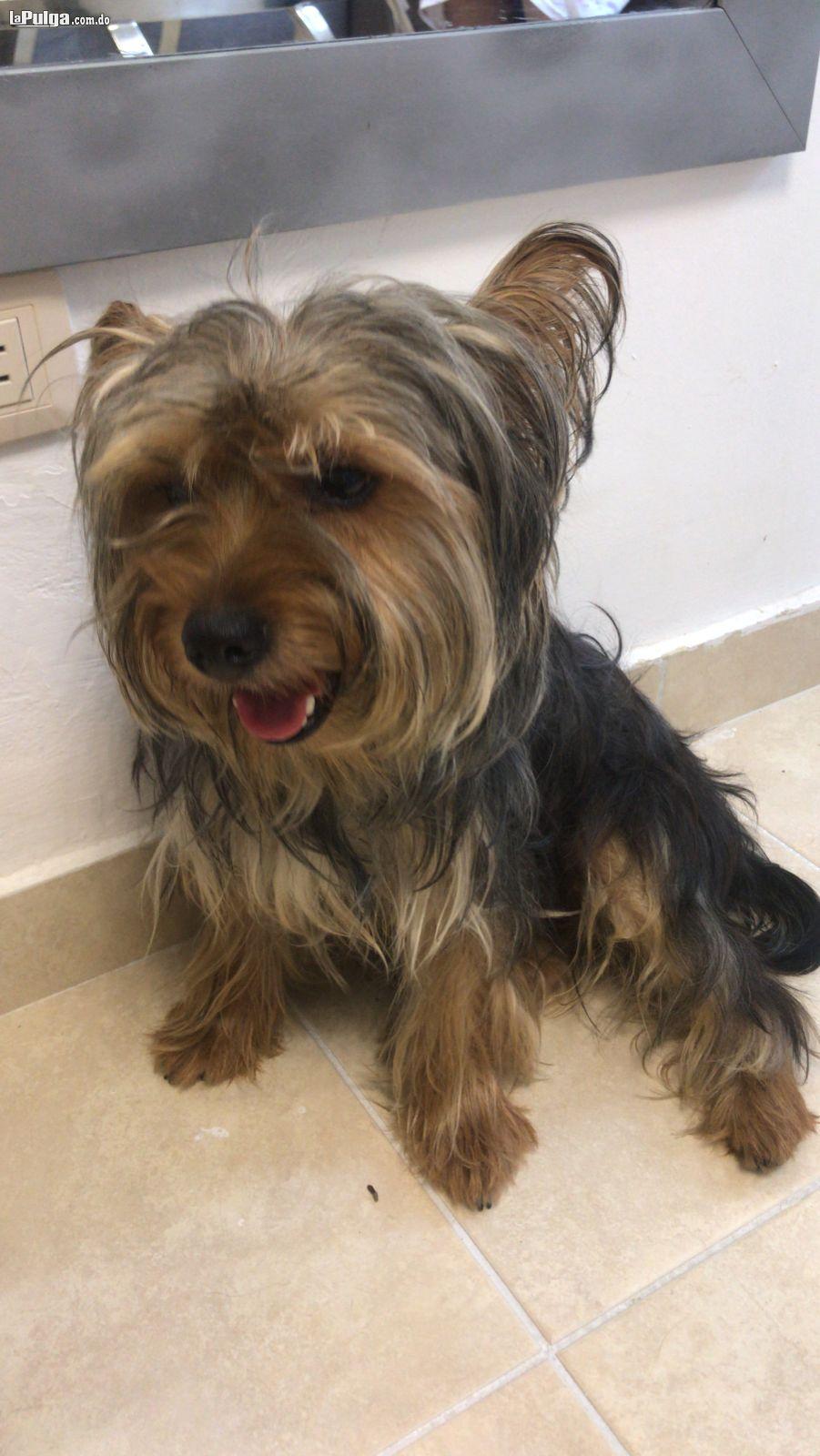  Yorkie Padrote Busca Novia Encate Foto 7130369-3.jpg