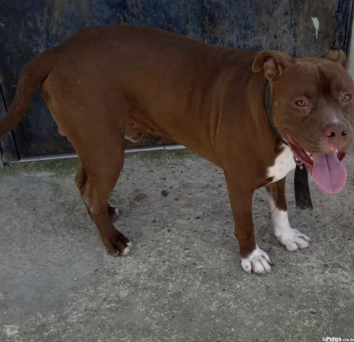 Vendo perro Pit  Bull Terrier Americano 8096627609 Foto 7130440-1.jpg